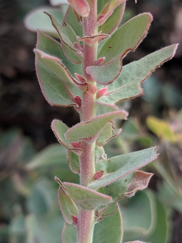 Image of Arctostaphylos luciana by no rights reserved