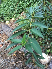 Forsythia × intermedia