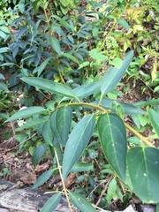 Forsythia × intermedia