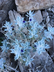 Salvia funerea