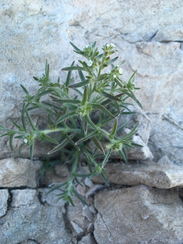 Image of Johnstonella inaequata by (c) Matt Berger, some rights reserved (CC BY)