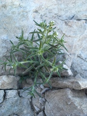 Johnstonella inaequata