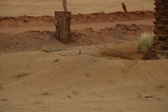 Carpodacus synoicus