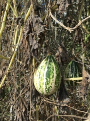 Cucurbita foetidissima
