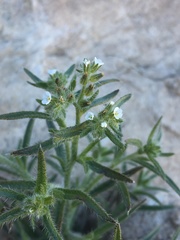 Johnstonella inaequata