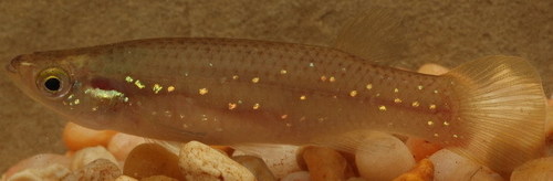 Fundulus chrysotus