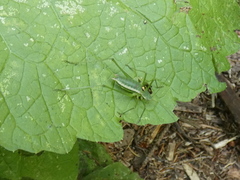 Leptophyes discoidalis