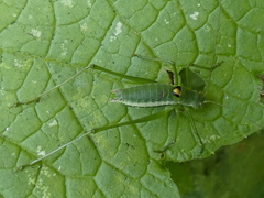 Leptophyes discoidalis