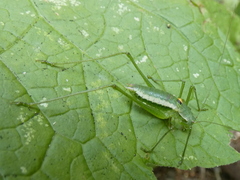 Leptophyes discoidalis