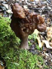 Gyromitra