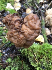 Gyromitra