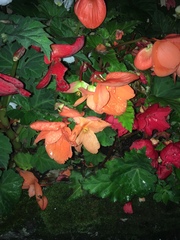 Begonia × tuberhybrida