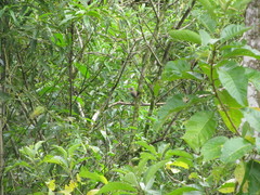 Turdus maculirostris