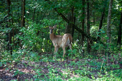 White-tailed Deer photographed in Arkansas