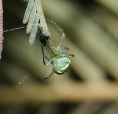 Araneus ginninderranus