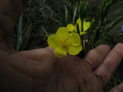 Hypericum strictum
