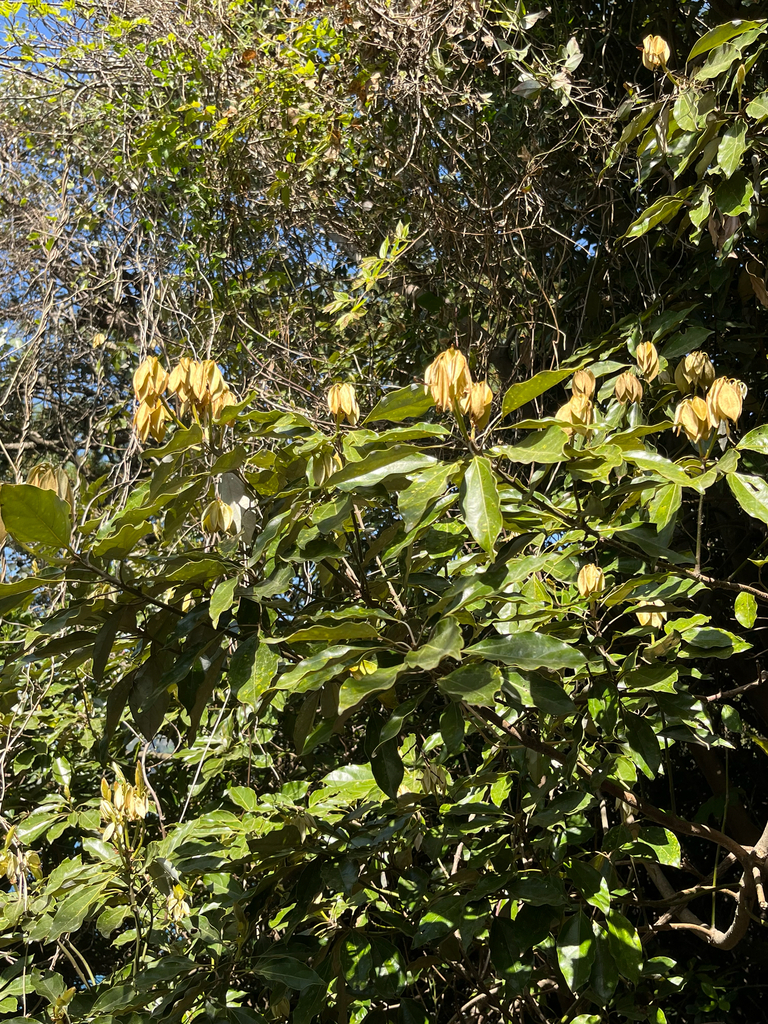 Laurus