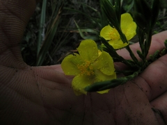 Hypericum strictum