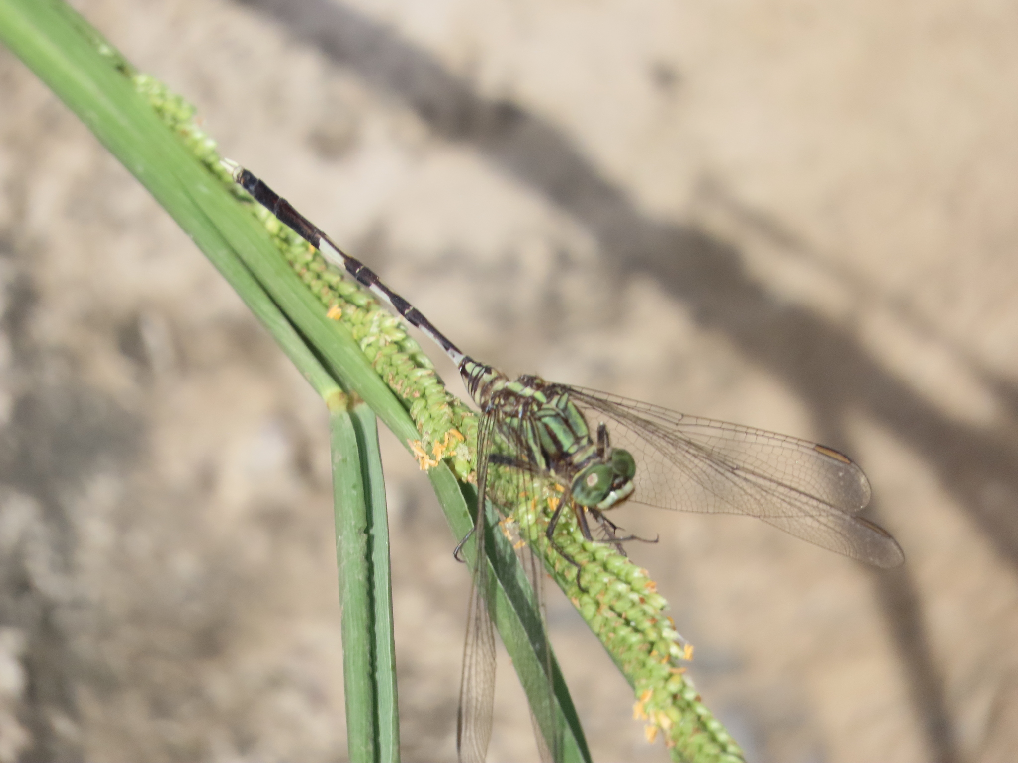 Slender Skimmer