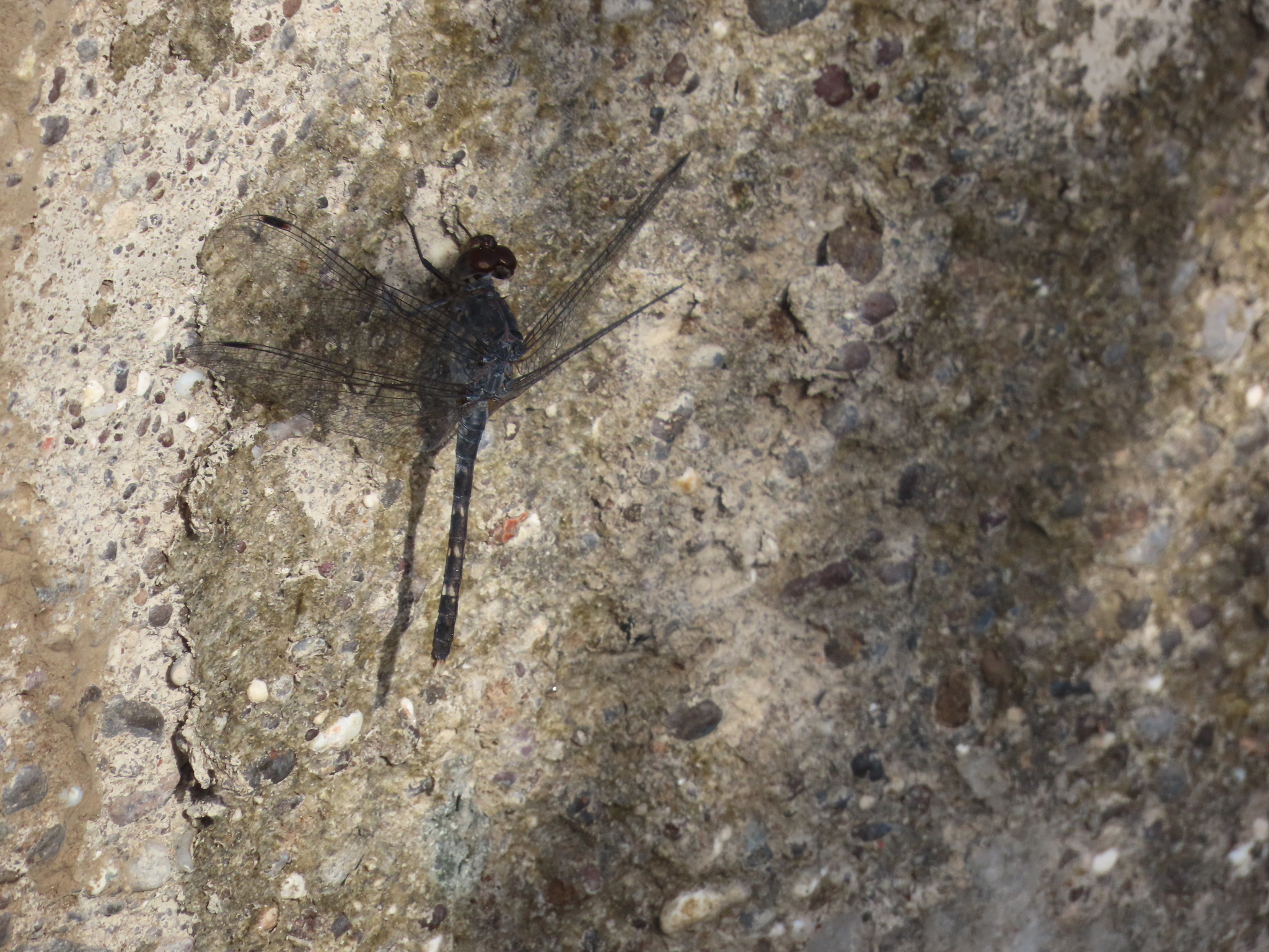 Indian Rockdweller