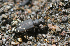 Cicindela oregona oregona