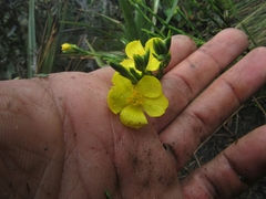 Hypericum strictum