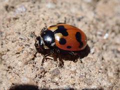 Hippodamia caseyi