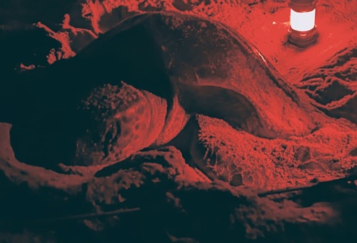 Green Sea Turtle