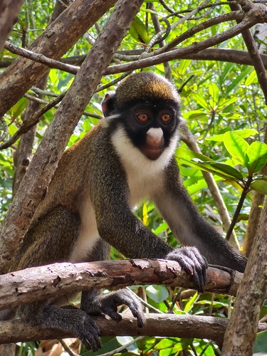 Western Lesser Spot-nosed Monkey