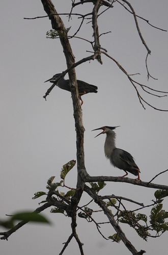 Little Heron