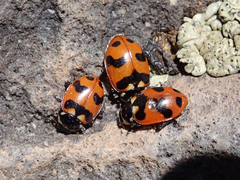 Hippodamia caseyi
