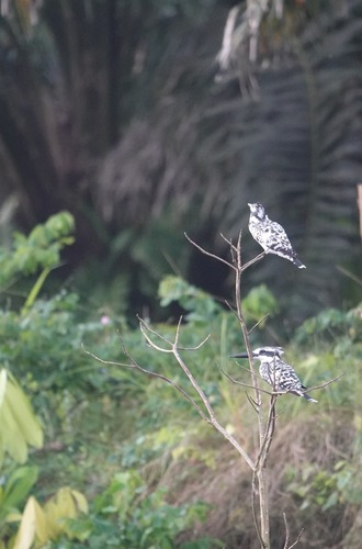 African Pied Kingfisher