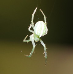 Araneus ginninderranus