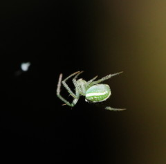 Araneus ginninderranus