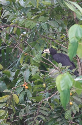 West African Pied Hornbill