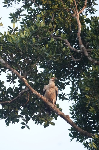 Palm-nut Vulture