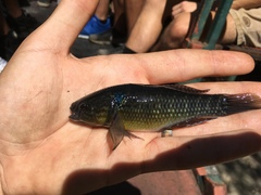 Dormitator maculatus