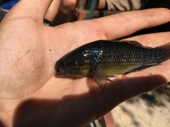 Dormitator maculatus