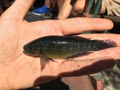 Dormitator maculatus