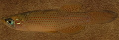 Fundulus blairae