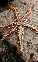 Meyenaster gelatinosus