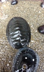 Chiton magnificus