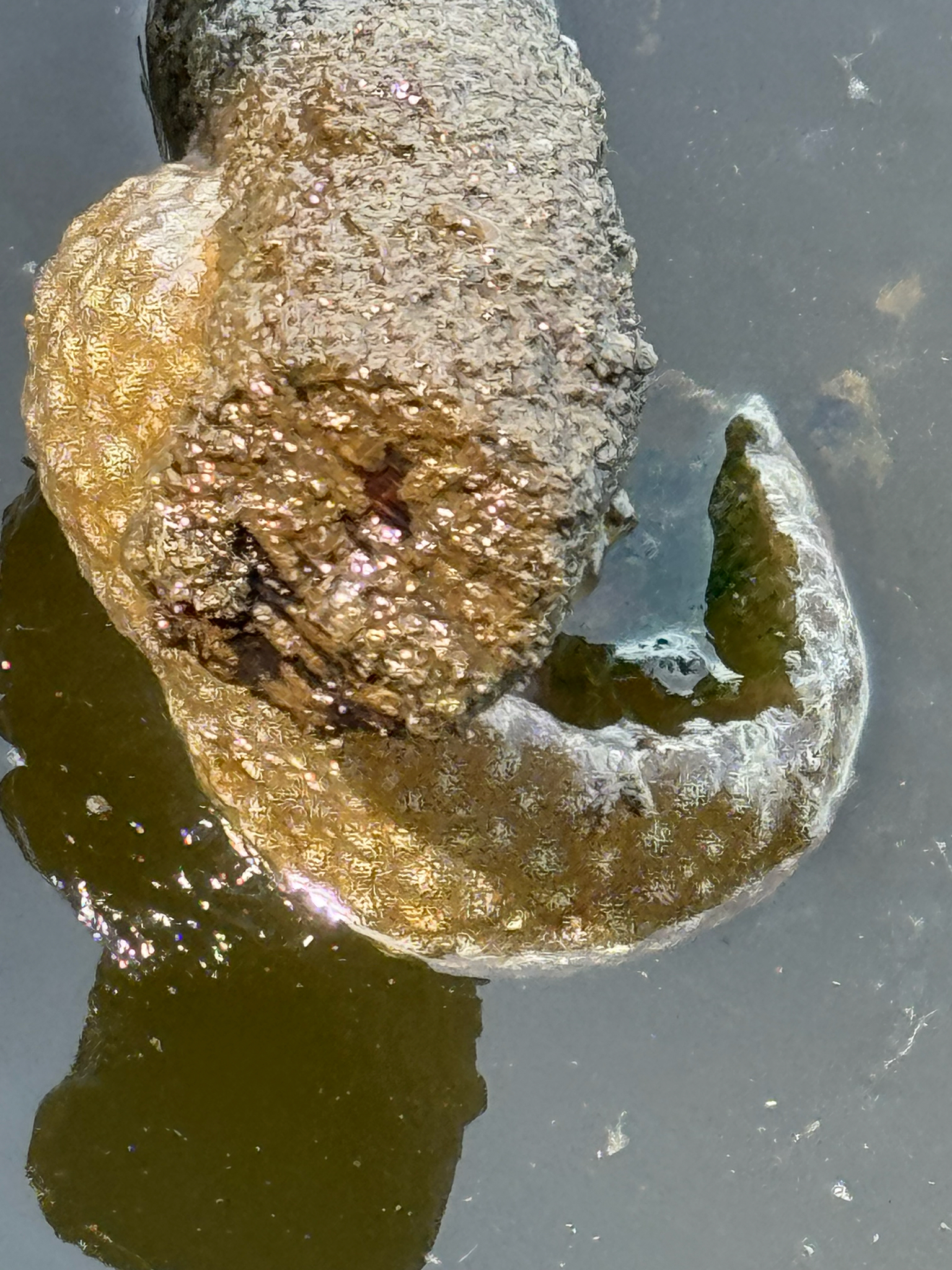 Pectinatella magnifica (Leidy, 1851)
