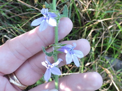 Lobelia reverchonii