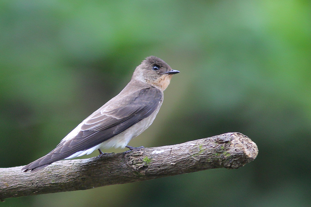 Southern Rough-winged Swallow photo