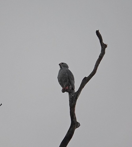 Northern Lizard Buzzard