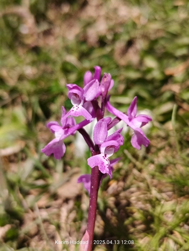 Southern Early-purple Orchid