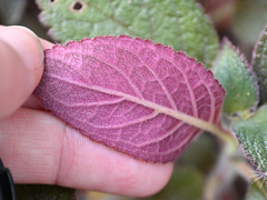 Kohleria tubiflora, photograph (c) Amber M. King, some rights reserved (CC BY)