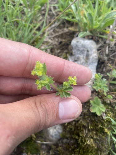 Alchemilla sericata, photograph 2