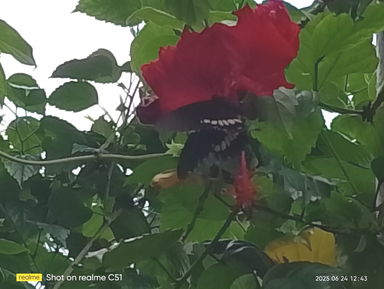 Common Mormon